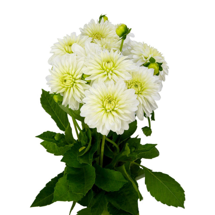 DAHLIA SNOW CAP 452