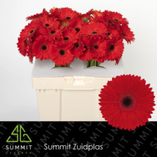 GERBERA BLINDDATE 50 X101