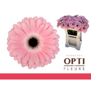 GERBERA DULCIE 50 X101
