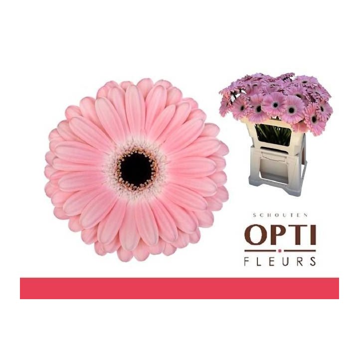 GERBERA DULCIE 50 X101