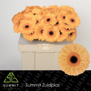GERBERA JETSET 50 X101