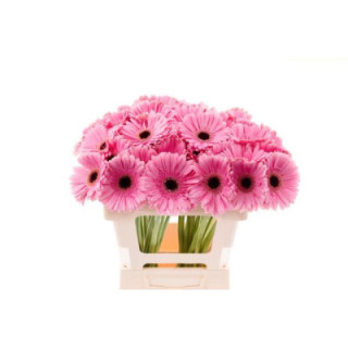 GERBERA SHANICE 50 X101