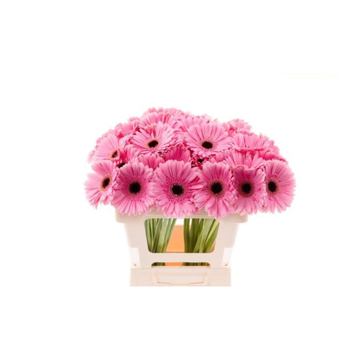 GERBERA SHANICE 50 X101