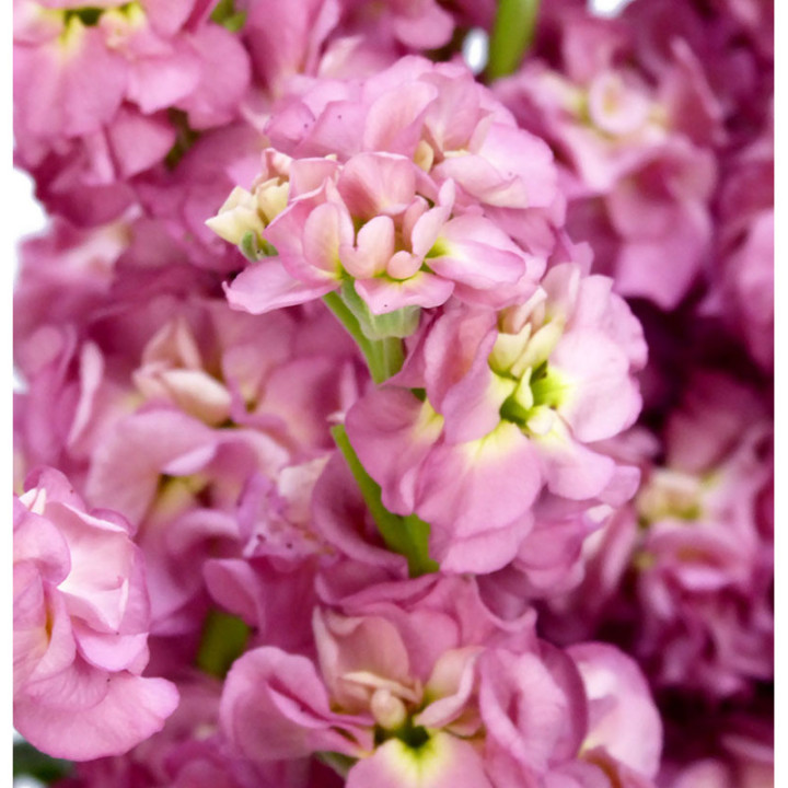 MATTHIOLA ANTIQUE ROSE 601