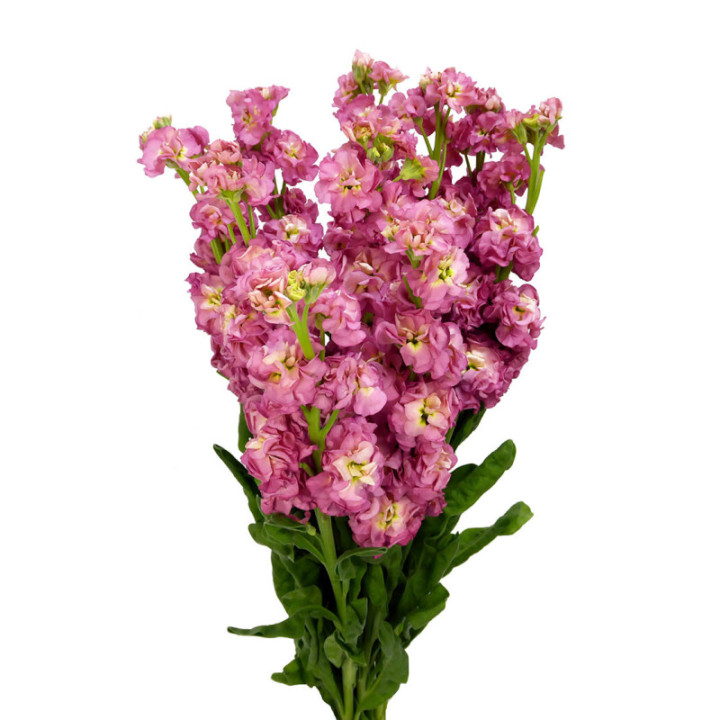 MATTHIOLA ANTIQUE ROSE 602