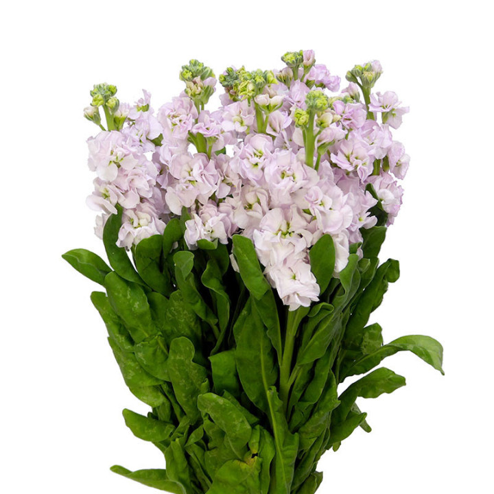 MATTHIOLA STOX SILVER 551