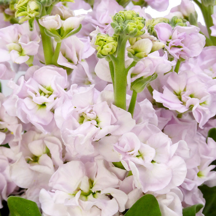 MATTHIOLA STOX SILVER 552