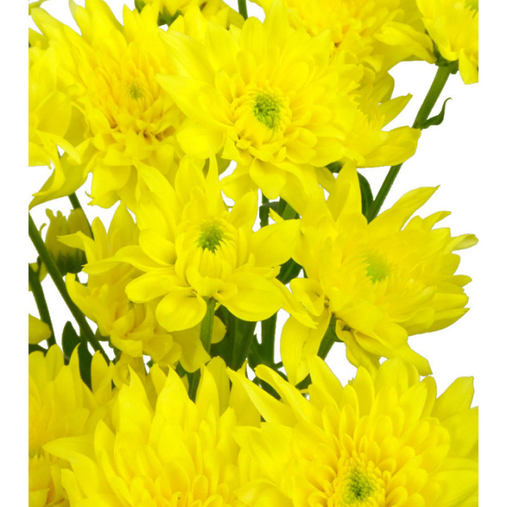 MARG HOL PASTELA SUNNY2