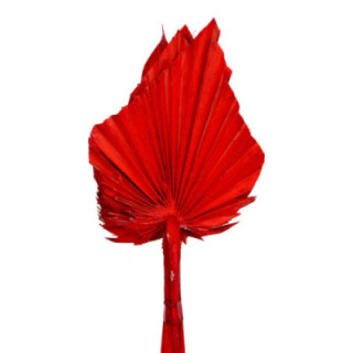PALMITO SECO PINTADO ROJO1