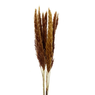 PAMPAS SILVY NATURAL 851