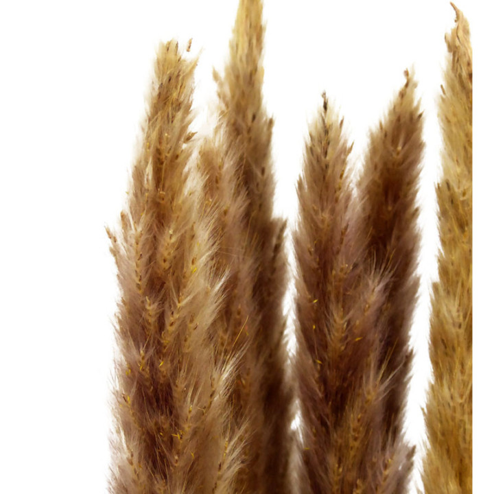 PAMPAS SILVY NATURAL 852