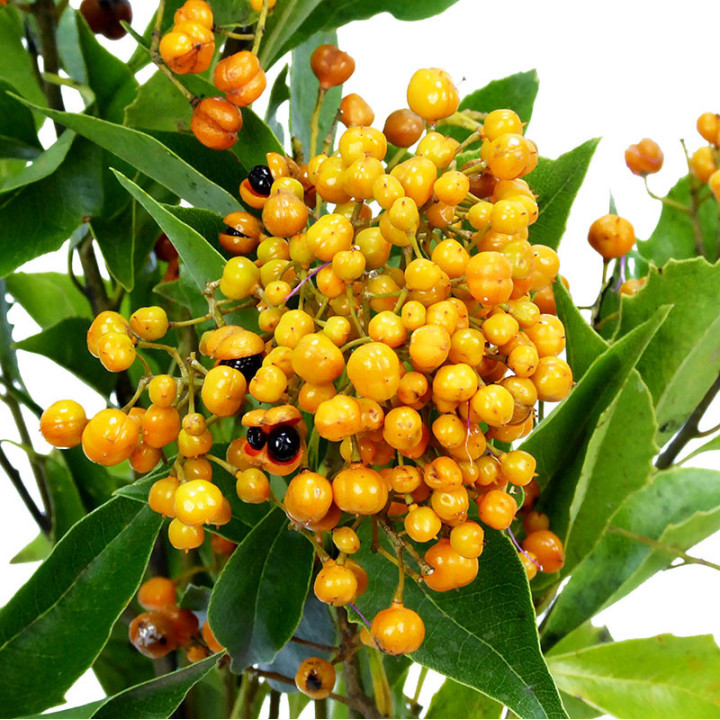 PITTOSPORUM ROMBIFOLIA 501