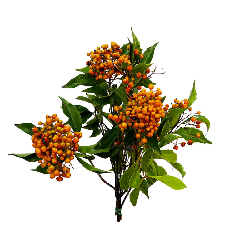 PITTOSPORUM ROMBIFOLIA 502