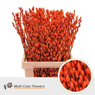 SALIX SNOWFLAKE NARANJA 701