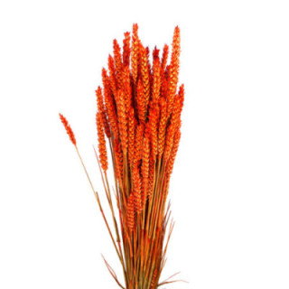 TRIGO SECO NARANJA1