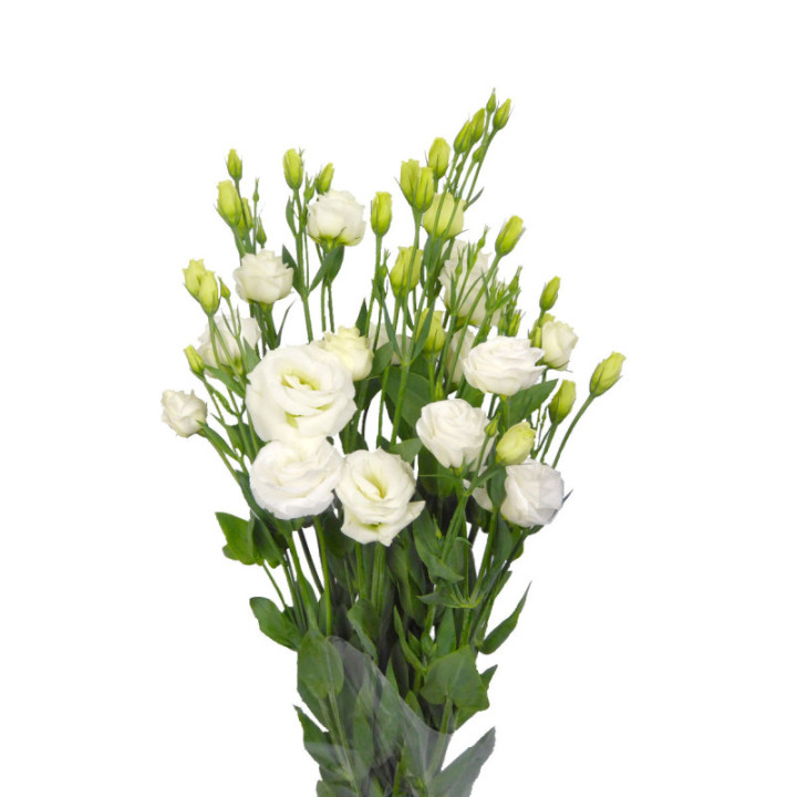 LISIANTHUS BLANCO1