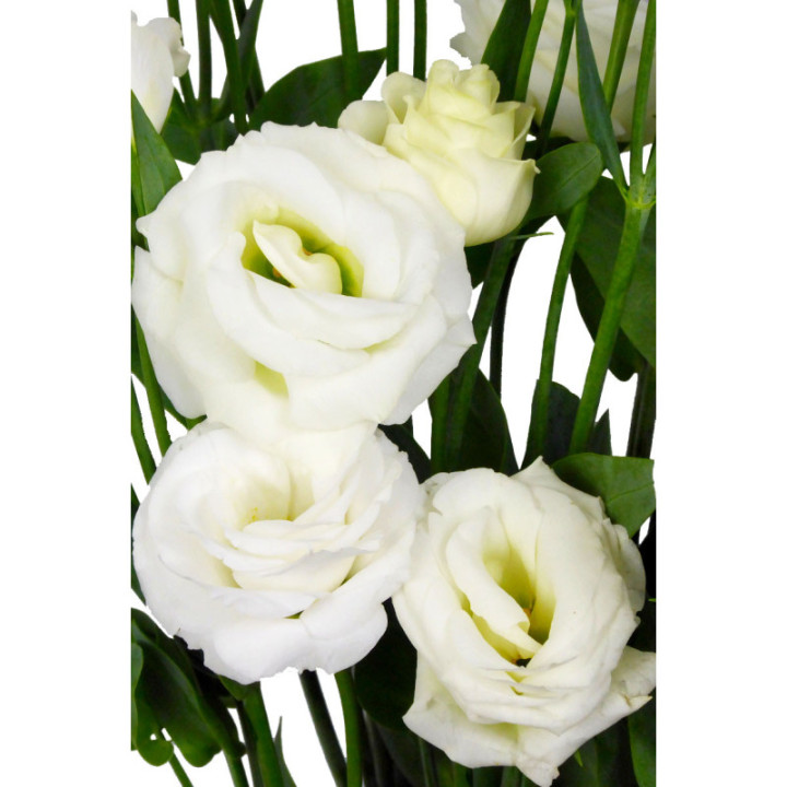 LISIANTHUS BLANCO2