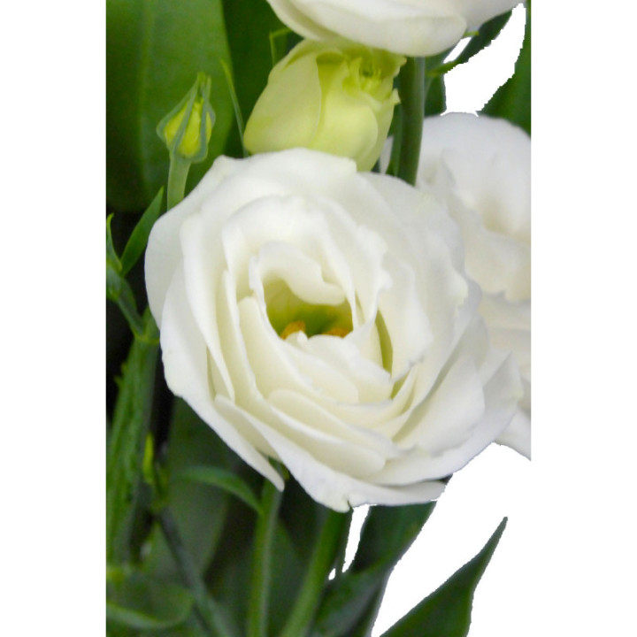 LISIANTHUS BLANCO3