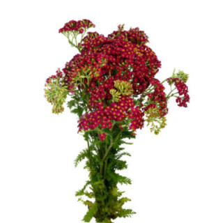 ACHILEA PAPRIKA 551