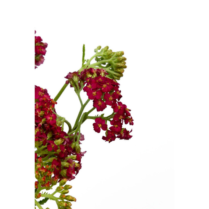 ACHILEA PAPRIKA 552