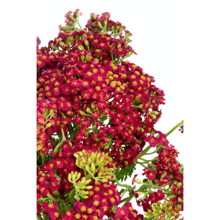 ACHILEA PAPRIKA 553