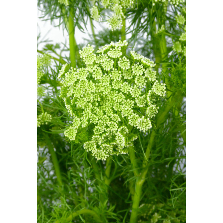 AMMI VISNAGA 701