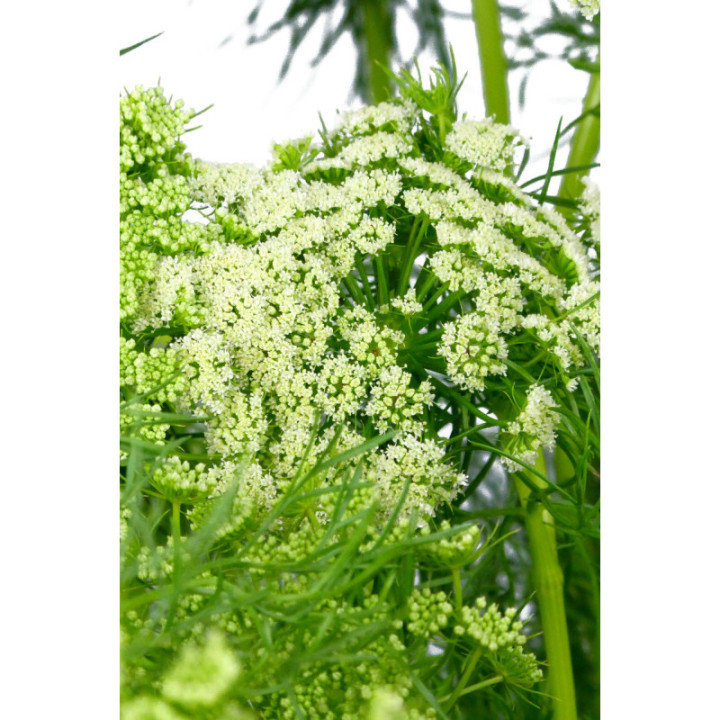 AMMI VISNAGA 702