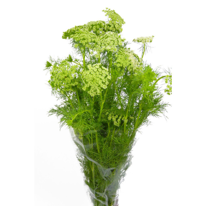 AMMI VISNAGA 703