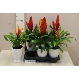 PL. BROMELIA MIXTA 45CM X61