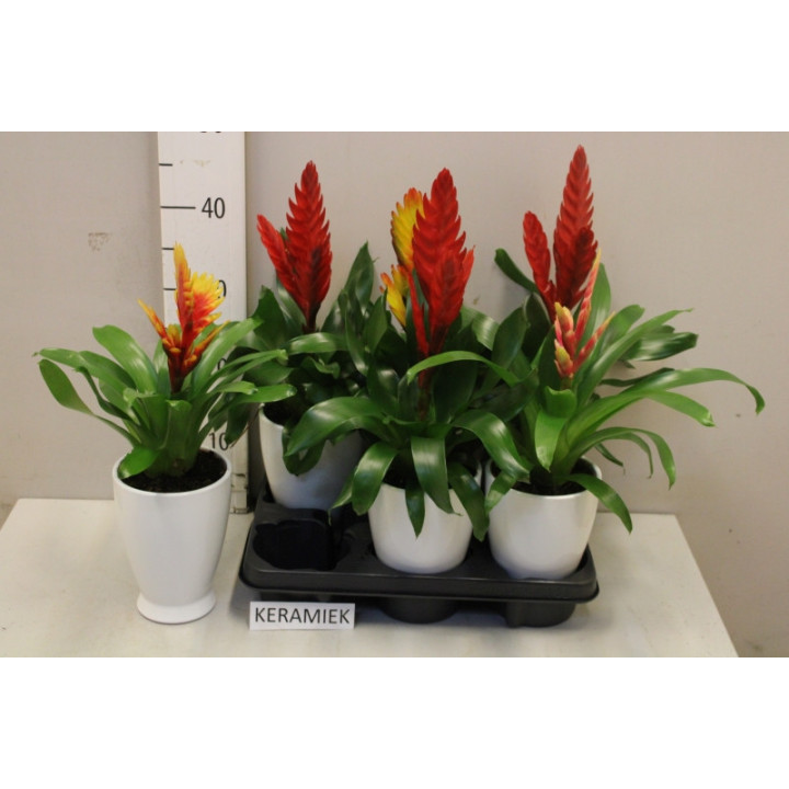 PL. BROMELIA MIXTA 45CM X61