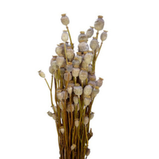 PAPAVER SECO NATURAL1