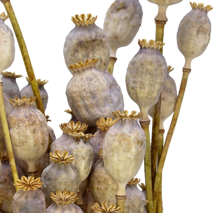 PAPAVER SECO NATURAL2