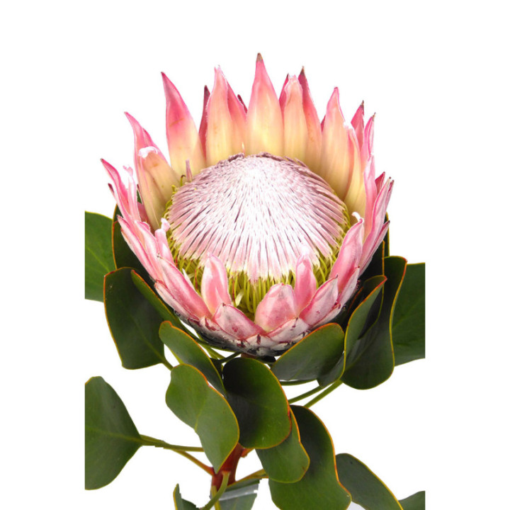 PROTEA CYNAROIDES 401