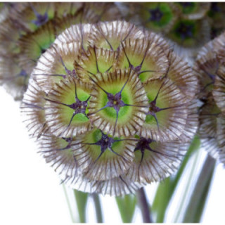 SCABIOSA STELLATA 801