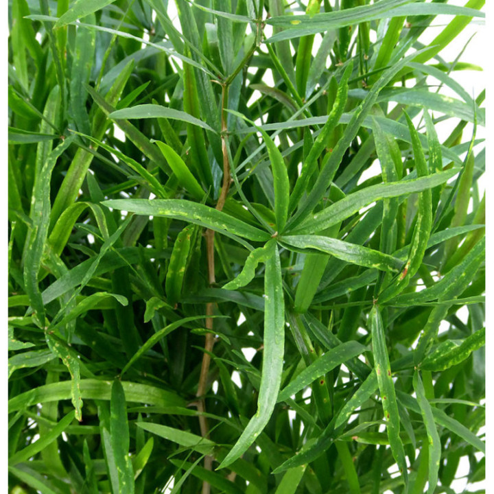 ASPARRAGUS FALCATUS 801