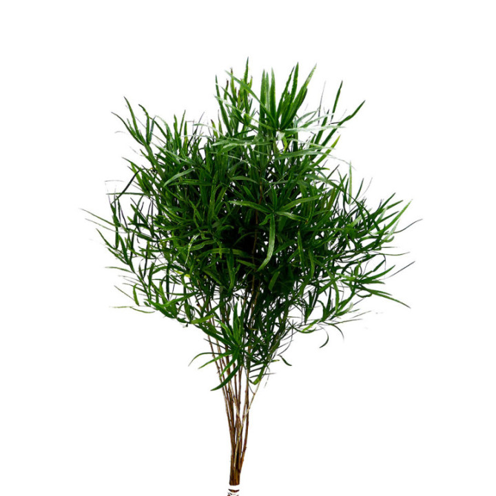 ASPARRAGUS FALCATUS 802