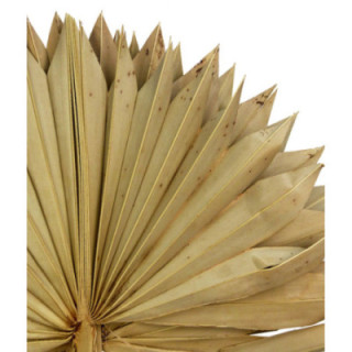 PALMITO SUN MEDIUM NATURAL X5 50CM1