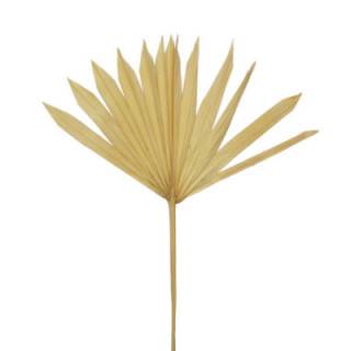 PALMITO SUN SMALL BLEACHED 45CM1