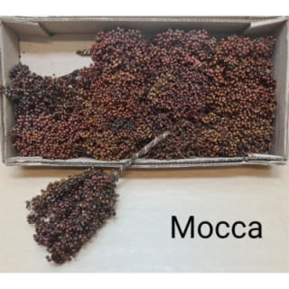 SCHINUS MOLLES BES MOCCA 301