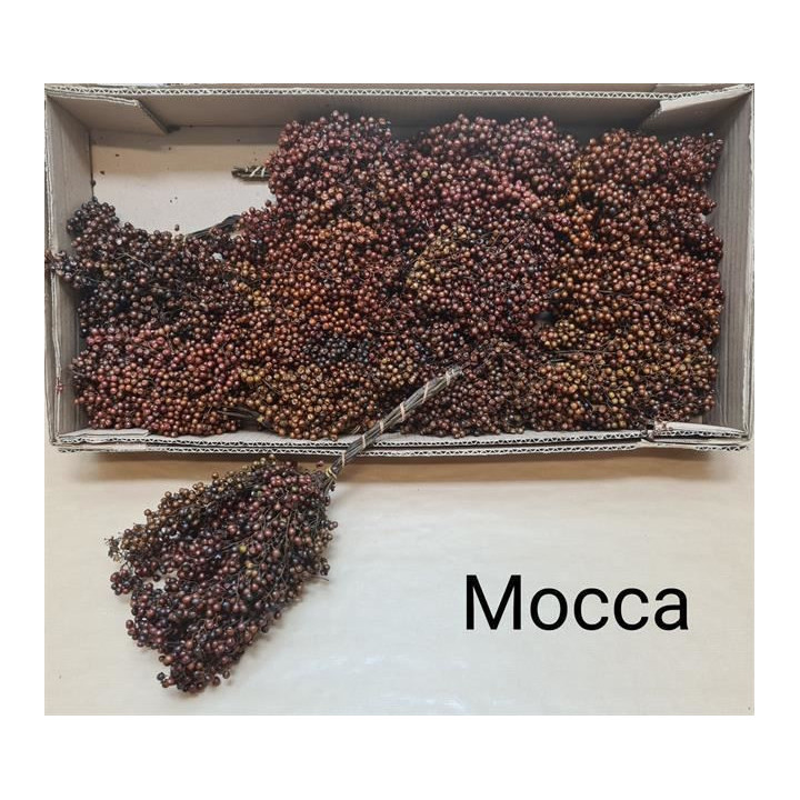 SCHINUS MOLLES BES MOCCA 301