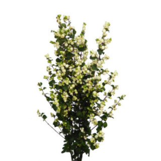 SYMPHO LEMON & LIME 601