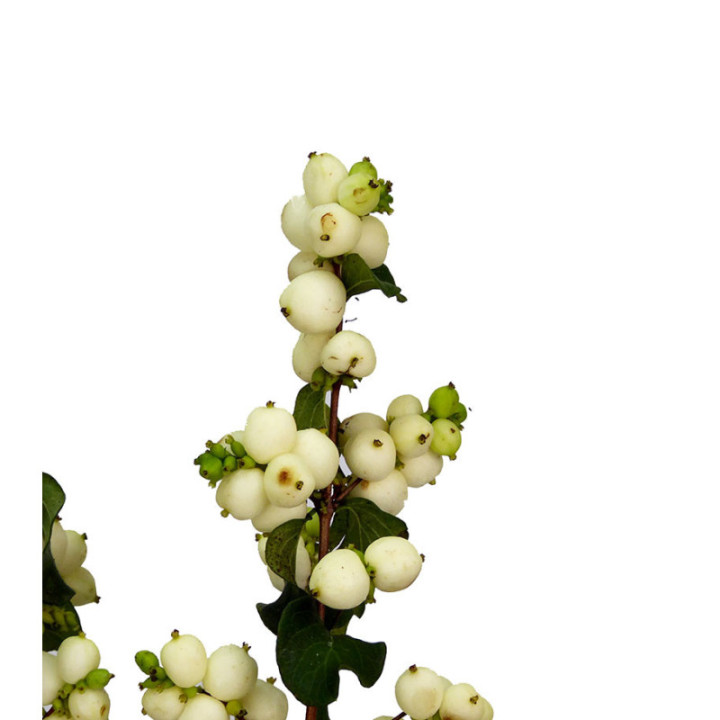 SYMPHO LEMON & LIME 602