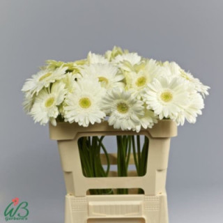 GERBERA TERRA ICY 50 X101