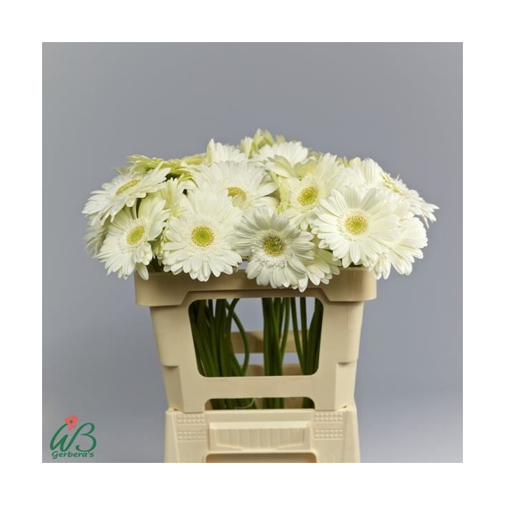 GERBERA TERRA ICY 50 X101