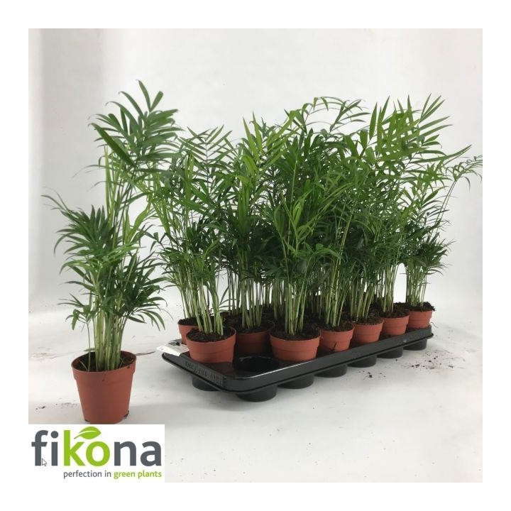 PL. CHAMAEDORA ELEGANS 50CM X181