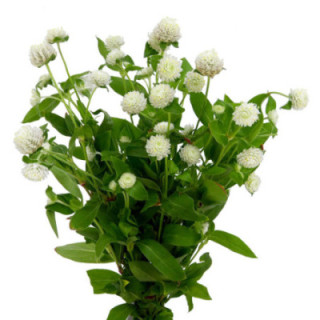 GOMPH WHITE 451
