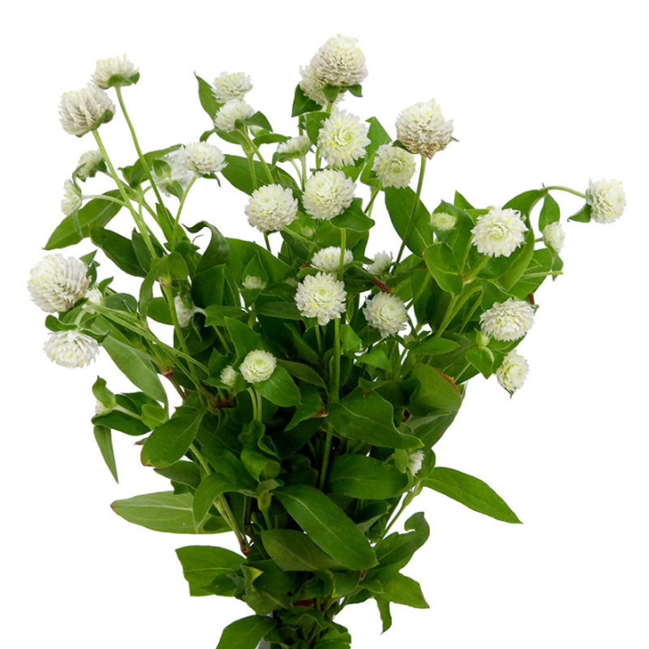 GOMPH WHITE 451