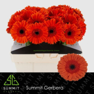 GERBERA CAPELLA 50 X101