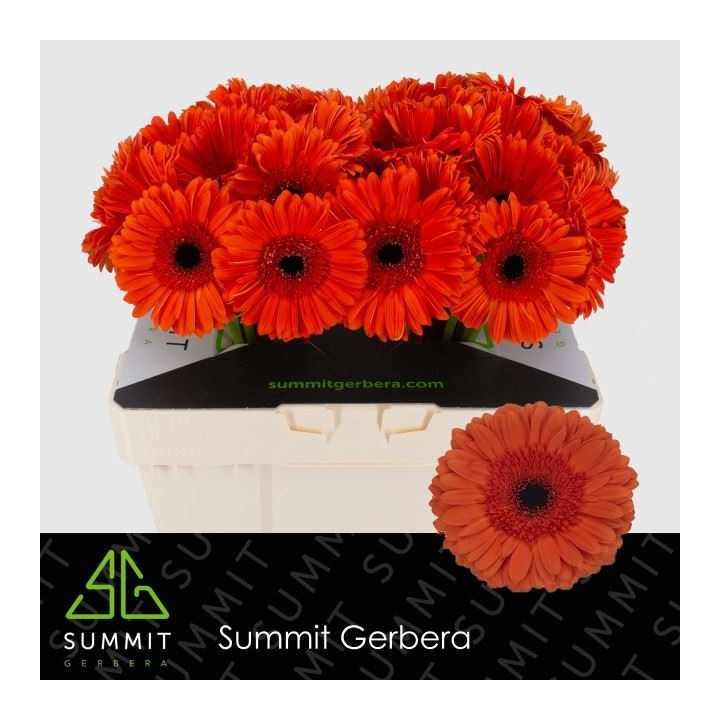 GERBERA CAPELLA 50 X101