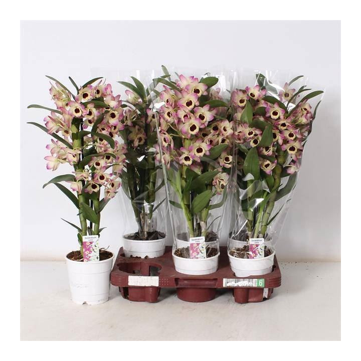 PL. DENDROBIUM NOBILE CULTIVARS 45CM X61